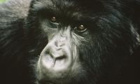 Rwanda<br /> Gorilla 1