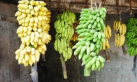 Roadside Fruit Sellers<br />