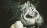 Rwanda<br /> Gorilla 3