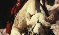 Jordan<br /> Camel