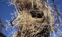 Namibia<br /> Birds Nest
