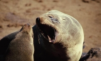 Namibia<br /> Cape Cross Seals