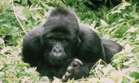 Rwanda<br /> Gorilla 2