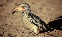 Namibia<br /> Namibian Hornbill
